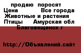 продаю  поросят  › Цена ­ 1 000 - Все города Животные и растения » Птицы   . Амурская обл.,Благовещенск г.